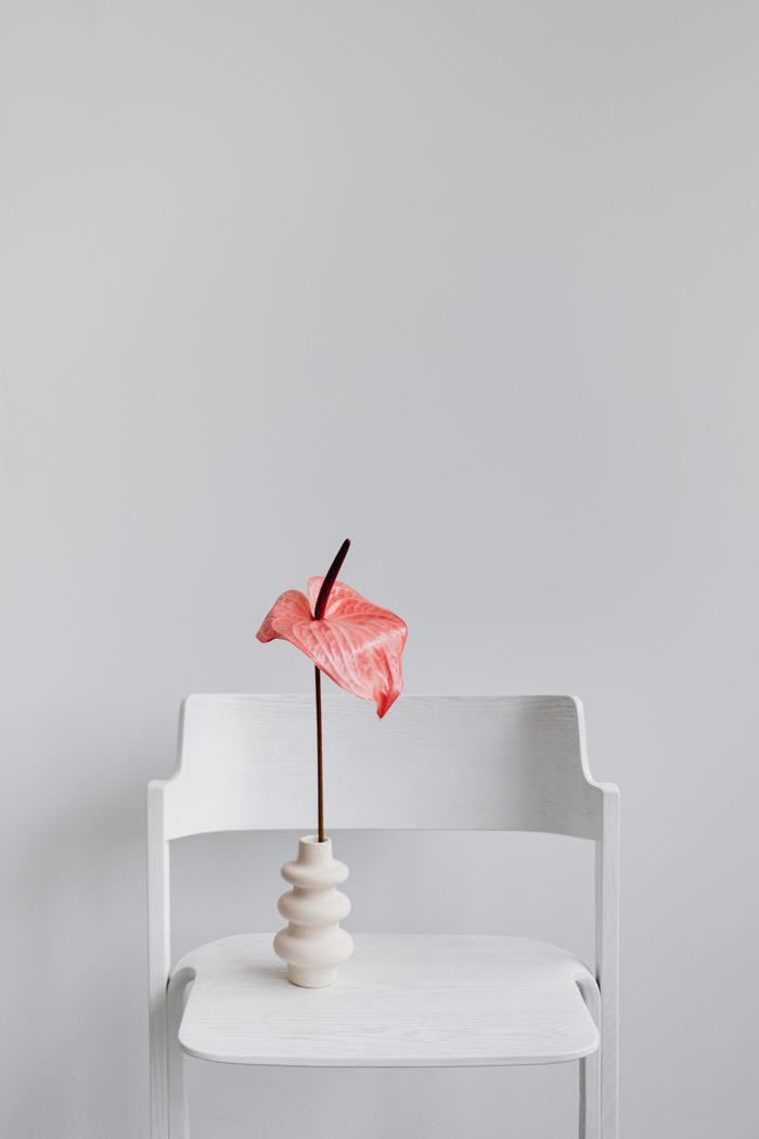 Elegant minimalist decor featuring a single anthurium in a modern vase on a white chair.